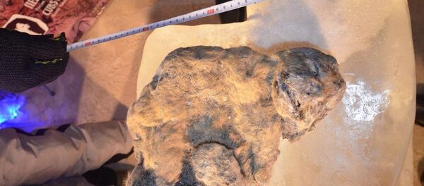 俄雅庫茨克附近發現新石器時代原始人村落遺址 - 俄羅斯衛星通訊社