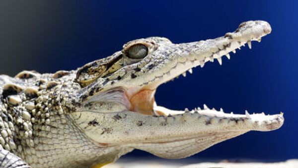 美国新奥尔良机场启用“鳄鱼疗法” 旅客可与鳄鱼合影 - 俄罗斯卫星通讯社