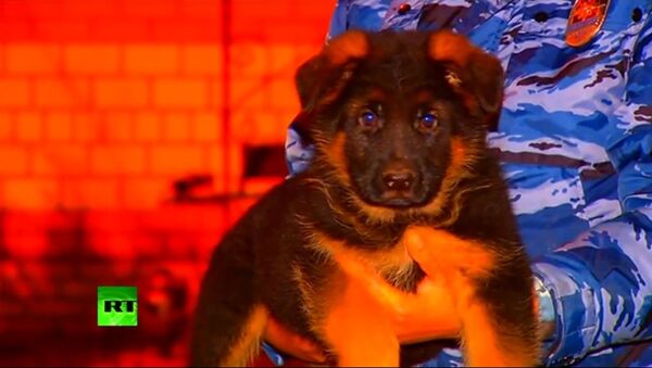 法国将接收俄罗斯小狗，以接替在特殊任务中牺牲的警犬 - 俄罗斯卫星通讯社