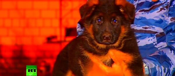 法國將接收俄羅斯小狗，以接替在特殊任務中犧牲的警犬 - 俄羅斯衛星通訊社