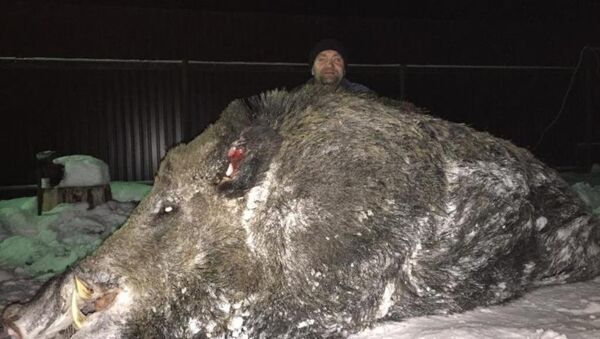 乌拉尔猎人打死一头半吨重的巨型野猪 - 俄罗斯卫星通讯社