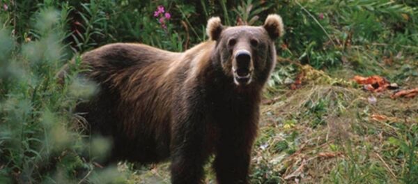 后贝加尔斯克查获18只运往中国的熊掌 - 俄罗斯卫星通讯社