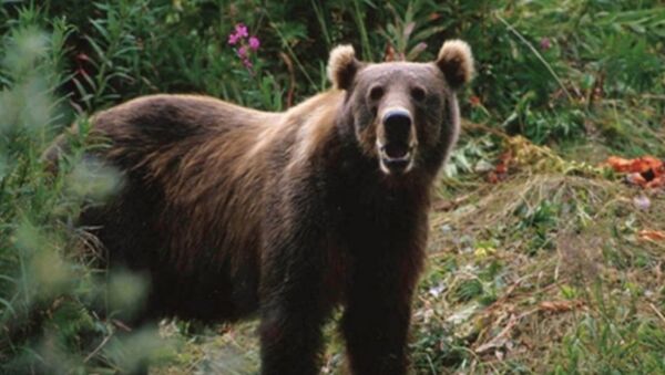 在從後貝加爾開往滿洲里的列車上發現40多只熊掌 - 俄羅斯衛星通訊社