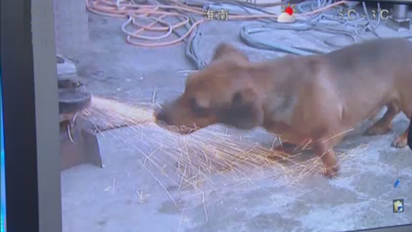 實拍另類狗狗愛把火花當零食 - 俄羅斯衛星通訊社