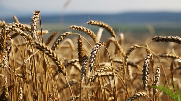 俄克拉斯诺亚尔斯克边疆区将首次向中国出口小麦 - 俄罗斯卫星通讯社