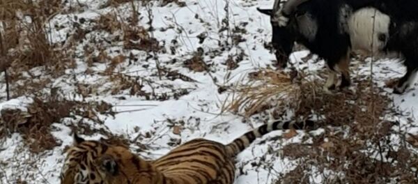 老虎和公山羊 - 俄罗斯卫星通讯社