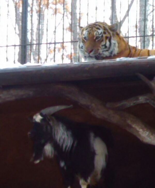 老虎和公山羊 老虎和公山羊 - 俄罗斯卫星通讯社