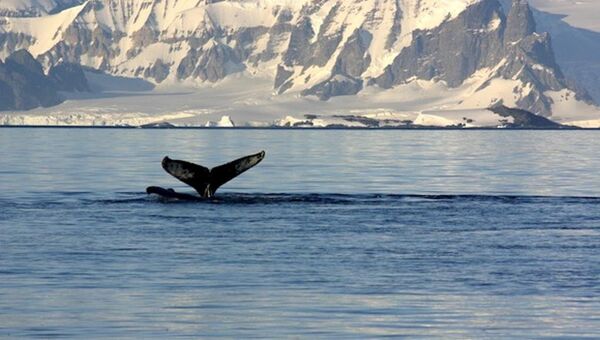 日本捕鯨船出發前往南極捕鯨場 - 俄羅斯衛星通訊社