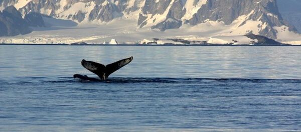 日本捕鲸船出发前往南极捕鲸场 日本捕鲸船出发前往南极捕鲸场 - 俄罗斯卫星通讯社