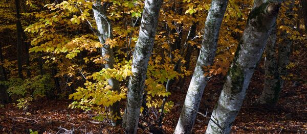 森林 - 俄罗斯卫星通讯社