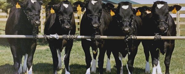 學者:不減少牛肉與牛奶消費量的情況下無法解決氣候問題 學者:不減少牛肉與牛奶消費量的情況下無法解決氣候問題 - 俄羅斯衛星通訊社