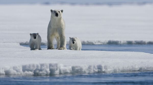 北極熊組團“包圍”俄遠東村莊 - 俄羅斯衛星通訊社
