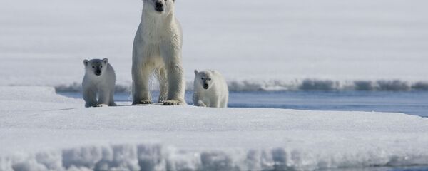 北極熊組團“包圍”俄遠東村莊 - 俄羅斯衛星通訊社