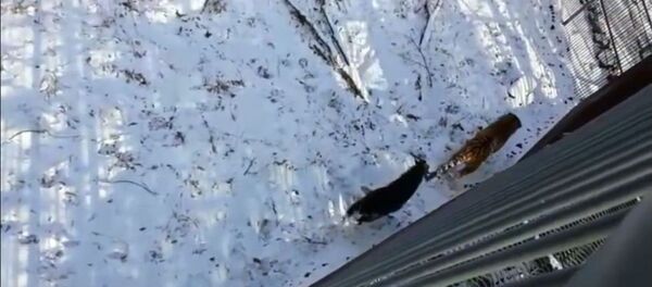 老虎和山羊 - 俄罗斯卫星通讯社