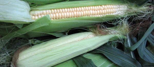 俄农业集团首批5000吨玉米已运往中国 俄农业集团首批5000吨玉米已运往中国 - 俄罗斯卫星通讯社