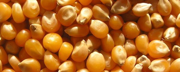 玉米粒 玉米粒 - 俄罗斯卫星通讯社