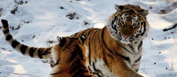 綜述：學者查明有約50只虎豹擁有俄中“雙重國籍” - 俄羅斯衛星通訊社