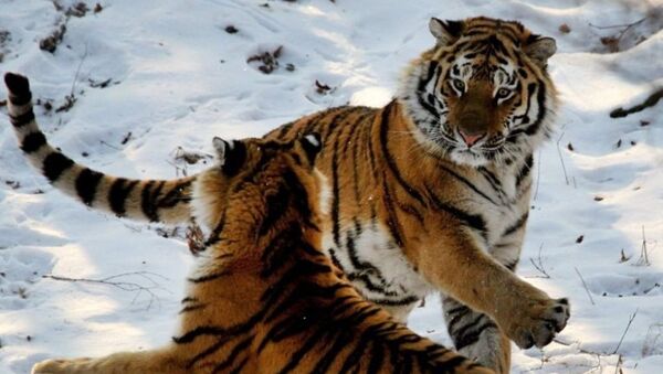Тигрята Светлая и Боря могут создать пару в ЕАО - 俄罗斯卫星通讯社