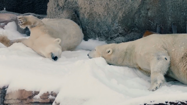 圣地亚哥动物园 北极熊圣诞回雪境 - 俄罗斯卫星通讯社