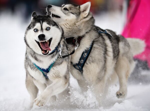 新西伯利亚州“2015圣诞之星”狗拉雪橇比赛 - 俄罗斯卫星通讯社
