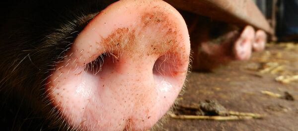 法国农民欲恢复对俄农产品出口 - 俄罗斯卫星通讯社