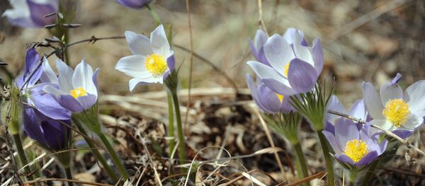 莫斯科溫度異常催春花早放 - 俄羅斯衛星通訊社