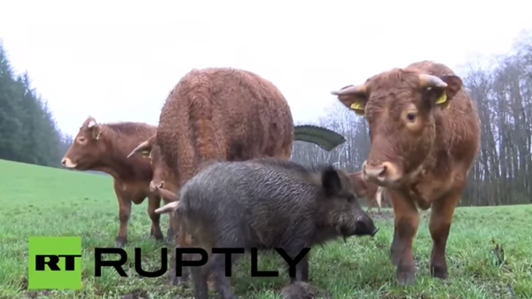 在德國名叫香蕉的野豬在奶牛群中駐紮 - 俄羅斯衛星通訊社