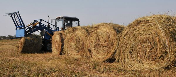 俄羅斯開始向朝鮮出口乾草 俄羅斯開始向朝鮮出口乾草 - 俄羅斯衛星通訊社