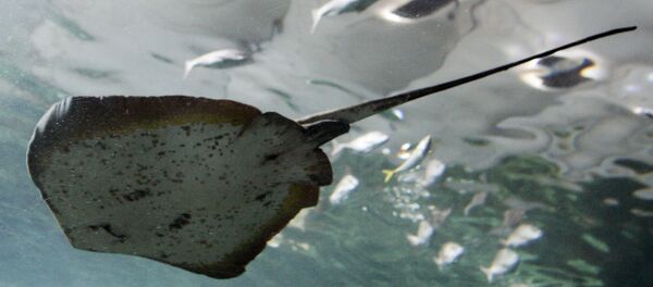 科学家：人类牙齿是从鳞片进化而来 - 俄罗斯卫星通讯社