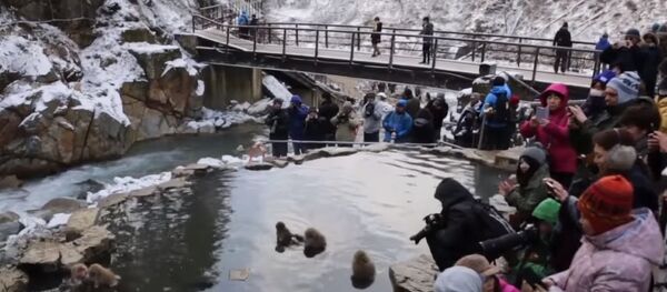 日本猴子泡温泉 日本猴子泡温泉 - 俄罗斯卫星通讯社