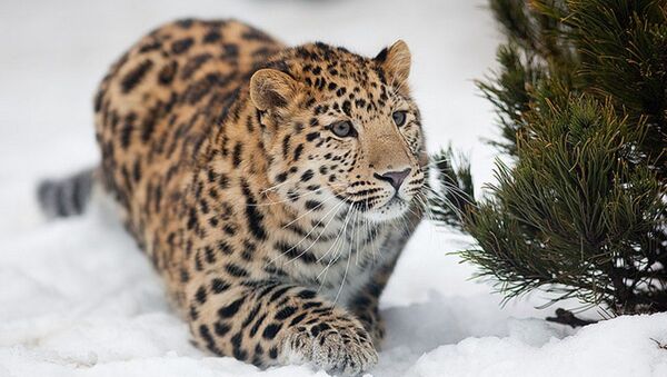俄“豹之乡”国家公园：中国将建立150万公顷的虎豹国家公园 - 俄罗斯卫星通讯社