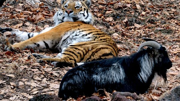 俄野生動物園播放虎羊同居生活秀 流量過大致網站崩潰 - 俄羅斯衛星通訊社