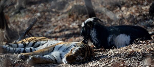 老虎与山羊 - 俄罗斯卫星通讯社