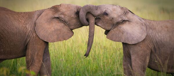 印度大象用大象對付非法居民點 - 俄羅斯衛星通訊社