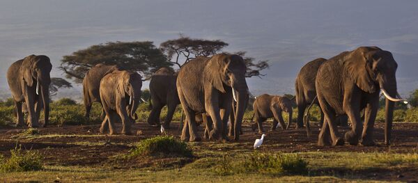 Стадо слонов на фоне величесвенной горы Килиманджаро Стадо слонов на фоне величесвенной горы Килиманджаро - 俄罗斯卫星通讯社