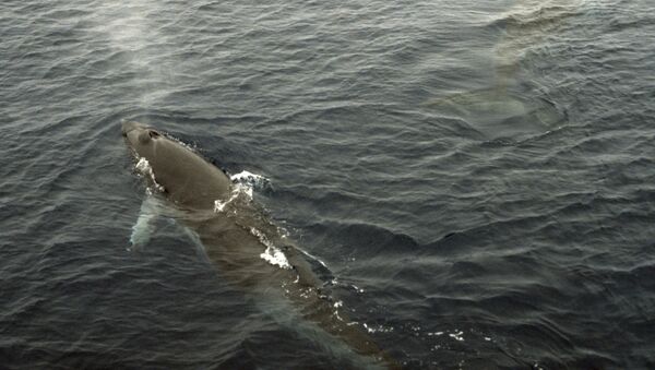 媒體：日本渡輪撞上鯨魚 87人受傷 - 俄羅斯衛星通訊社