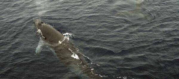 比利時海岸發現擱淺鯨魚 - 俄羅斯衛星通訊社