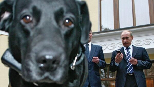 普京稱其拉布拉多犬“科尼”誤闖會場前並不知默克爾怕狗 - 俄羅斯衛星通訊社