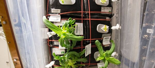 NASA：过度潮湿致国际空间站紫菀凋零 - 俄罗斯卫星通讯社