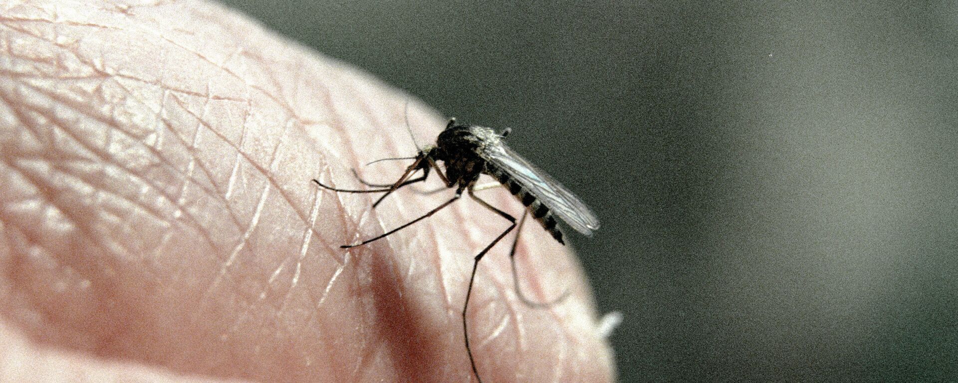 蚊子 - 俄罗斯卫星通讯社, 1920, 25.07.2023