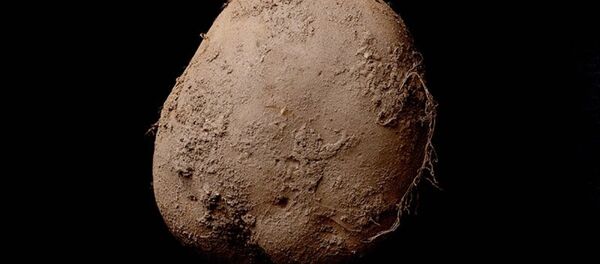 Potato #345 Potato #345 - 俄羅斯衛星通訊社