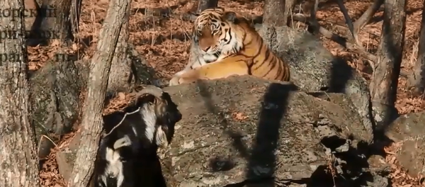 友盡:“阿穆爾”差點咬死“鐵木爾” 友盡:“阿穆爾”差點咬死“鐵木爾” - 俄羅斯衛星通訊社