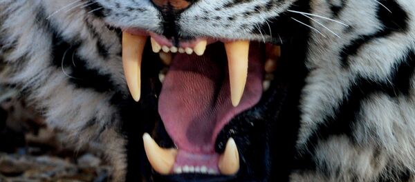 俄動物園山羊“鐵木爾”被老虎“阿穆爾”推下山坡 受到驚嚇有擦傷 俄動物園山羊“鐵木爾”被老虎“阿穆爾”推下山坡 受到驚嚇有擦傷 - 俄羅斯衛星通訊社