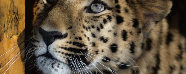 俄中通过信息交换清点跨境活动豹子数量 - 俄罗斯卫星通讯社