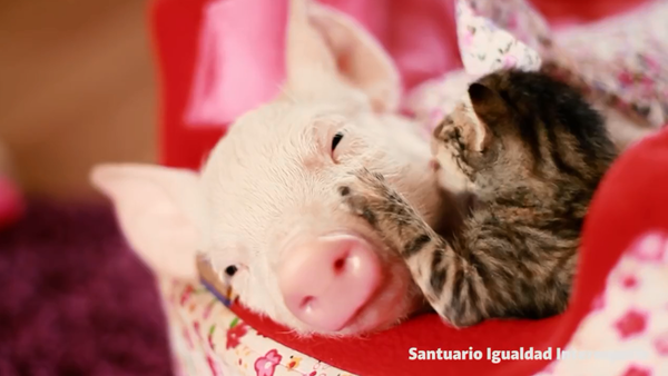 小猫和小猪的友谊 - 俄罗斯卫星通讯社
