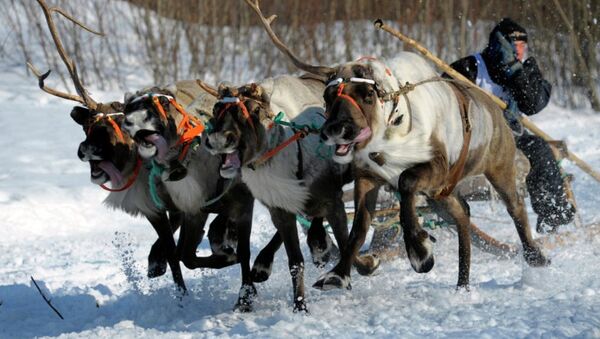 俄国防部：北极摩步旅侦察兵已会驾驶鹿拉雪橇 - 俄罗斯卫星通讯社