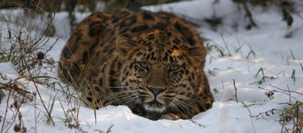 中国将在东北建立俄式国家公园 - 俄罗斯卫星通讯社