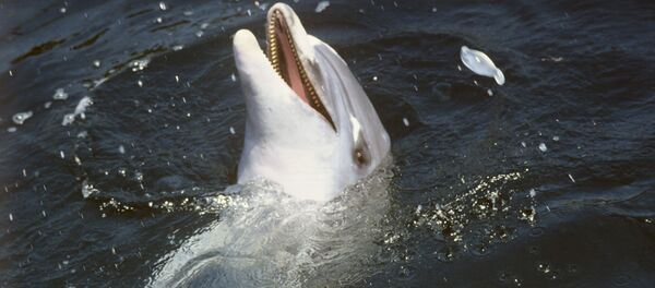 澳大利亞一隻野生海豚自學用尾部行走後還教會其他同類 - 俄羅斯衛星通訊社