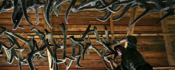 鹿茸 - 俄羅斯衛星通訊社