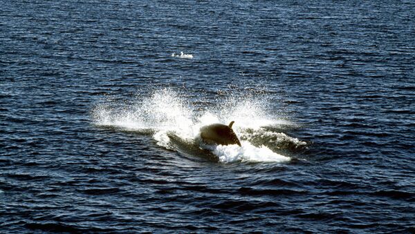 距东京不远岛屿附近一快速船与鲸鱼相撞 - 俄罗斯卫星通讯社